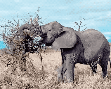Elephant foraging
